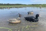 Чучело Лысухи MOJO® Coot Confidence Decoys (6-pack)