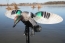 Чучело чирка , мотоутка MOJO® Elite Series™ - Green Wing Teal